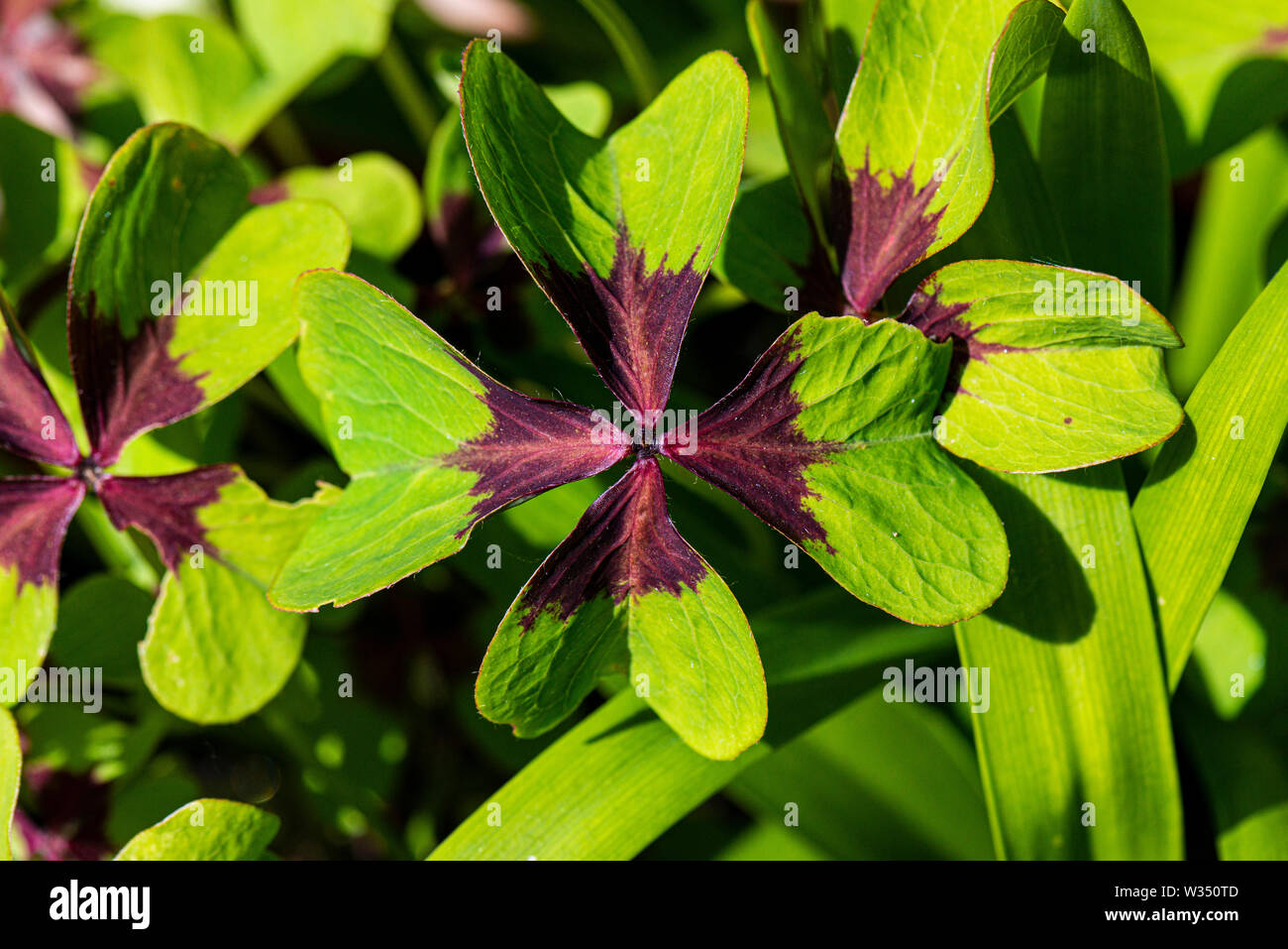 The leaves if an Oxalis tetraphylla 'Iron Cross' Stock Photo