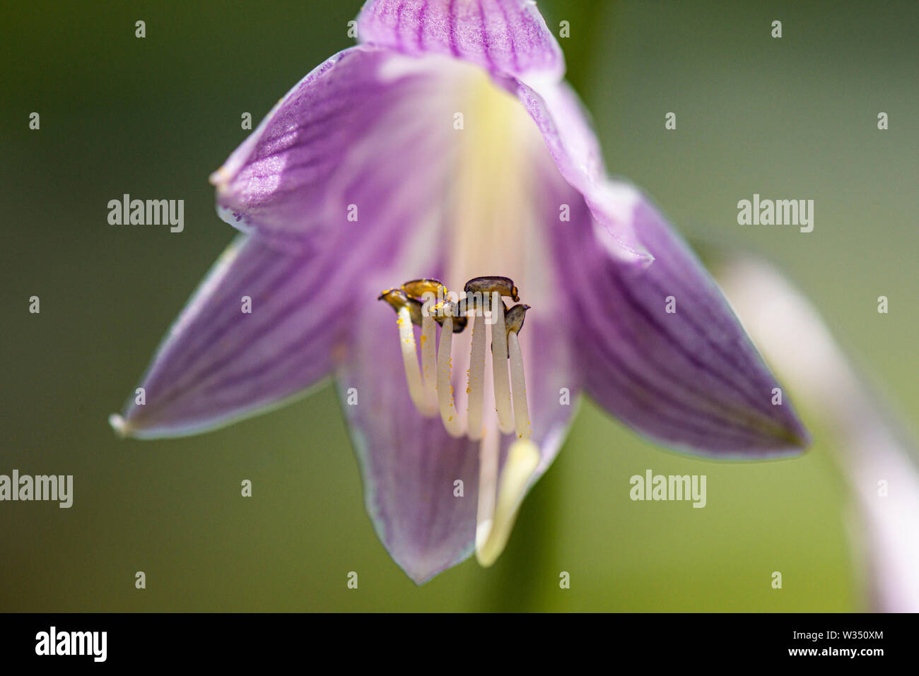 Purple Hosta Flower High Resolution Stock Photography And Images Alamy Purple Hosta Flower High Resolution Stock Photography And Images Alamy
