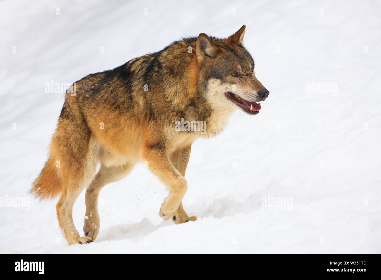 A grey Wolf in a cold white winter landscape with snow - Canis Lupus Stock Photo