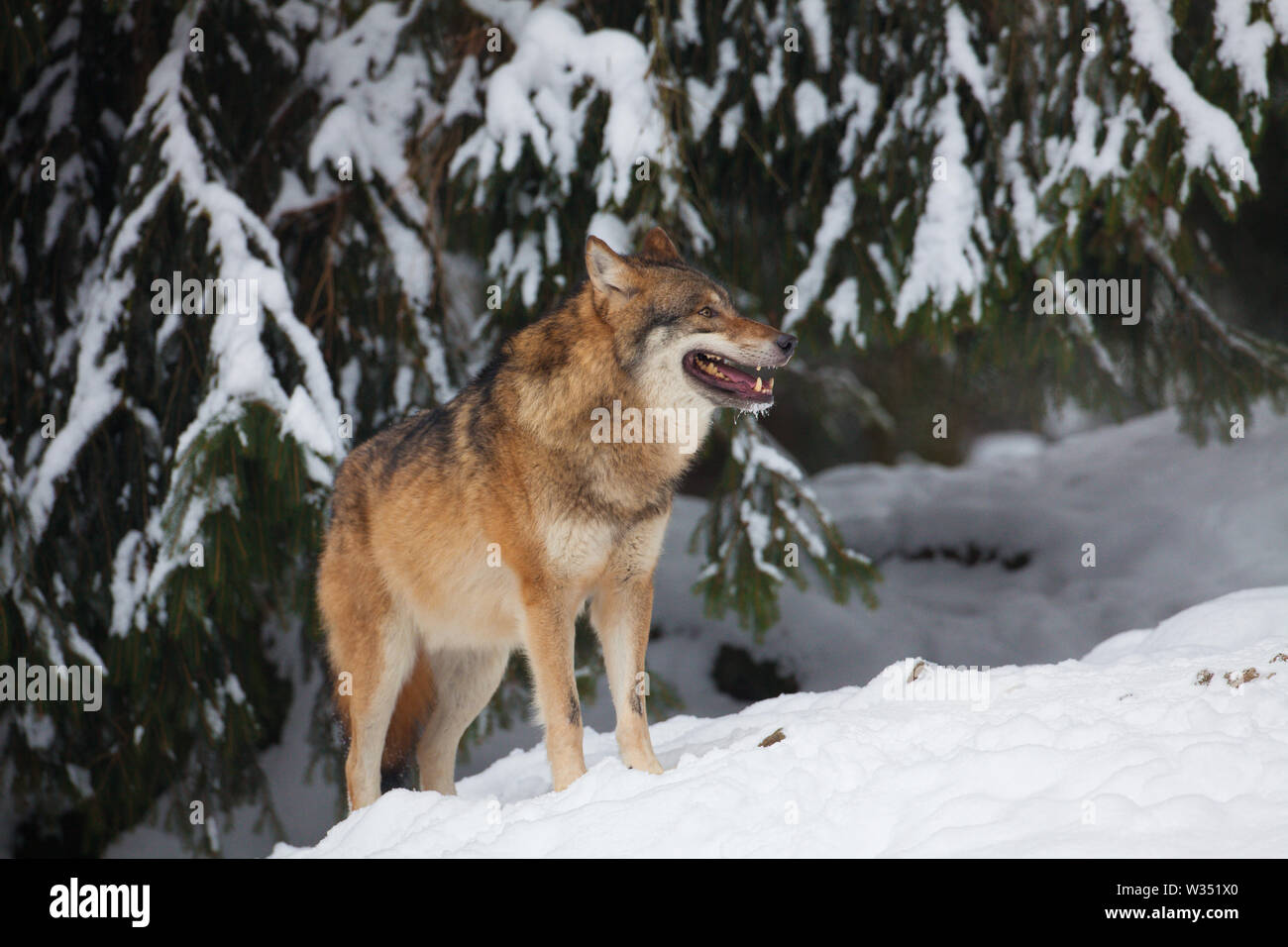 A grey Wolf in a cold white winter landscape with snow - Canis Lupus Stock Photo