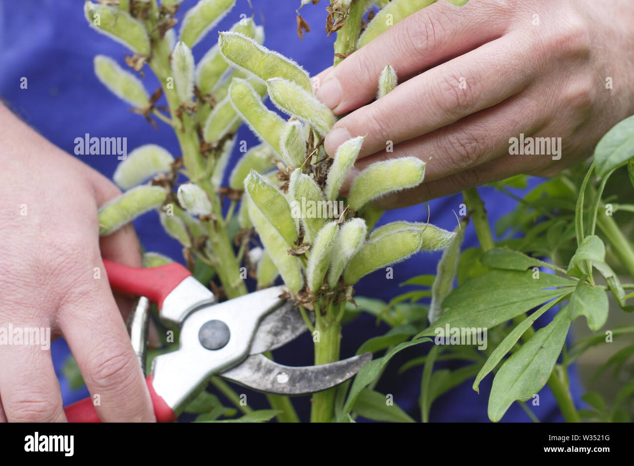 Lupin deadheads hires stock photography and images Alamy