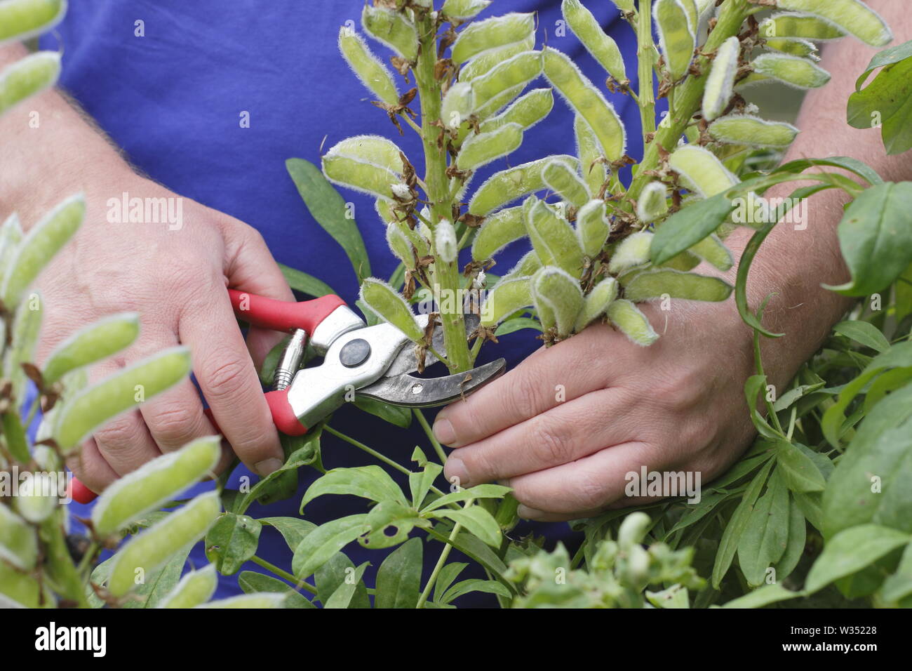 Lupin deadheads hires stock photography and images Alamy