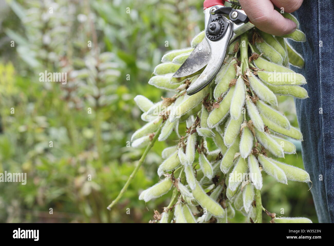 Lupinus. Male gardener deadheading spent flower spikes of perennial lupins with secateurs in