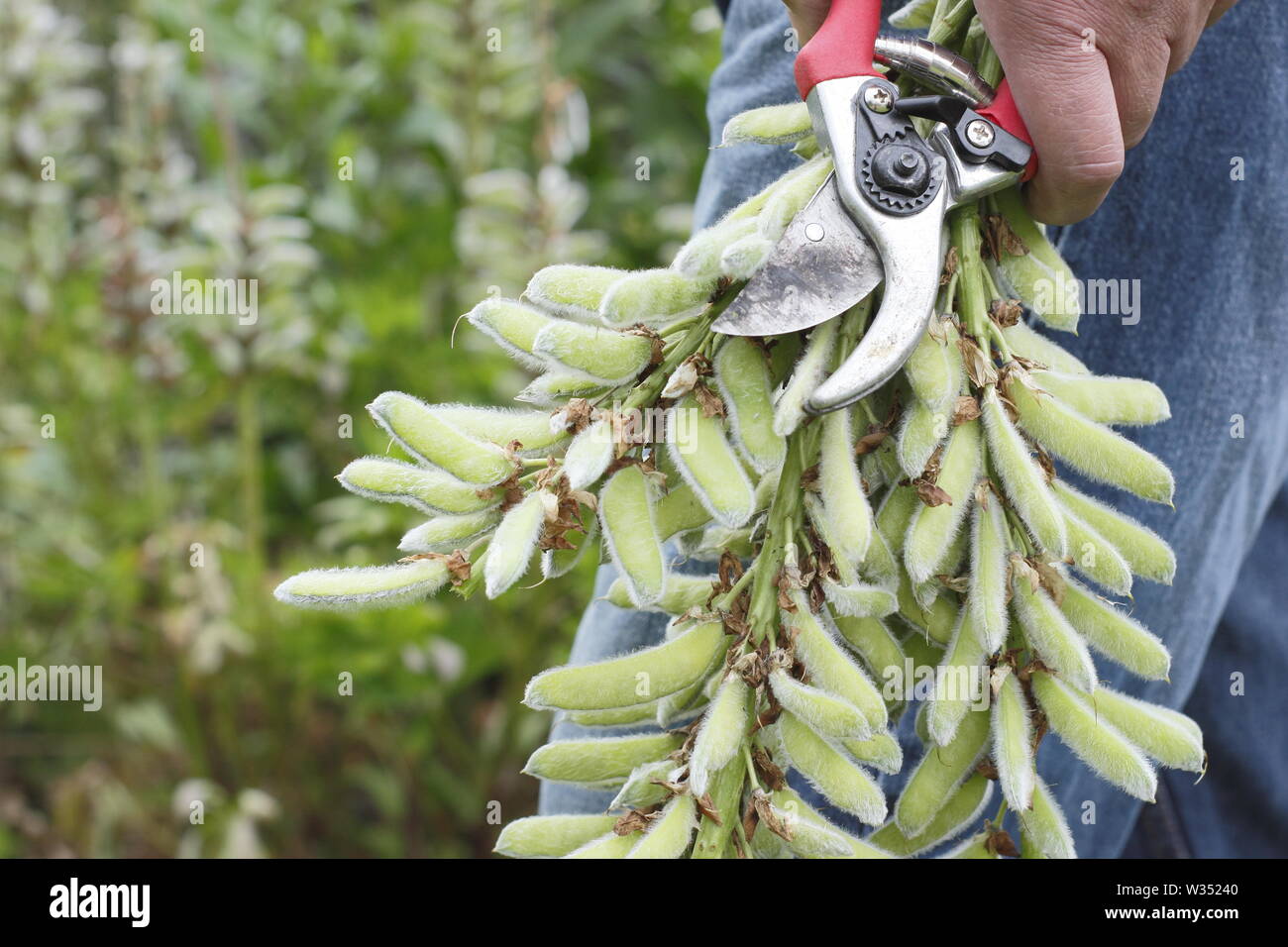 Lupinus. Male gardener deadheading spent flower spikes of perennial lupins with secateurs in