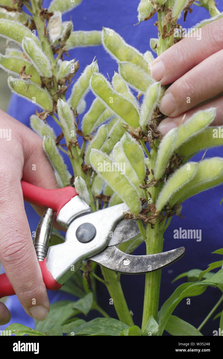 Lupinus. Deadheading spent flower spikes of perennial lupins Stock Photo Alamy