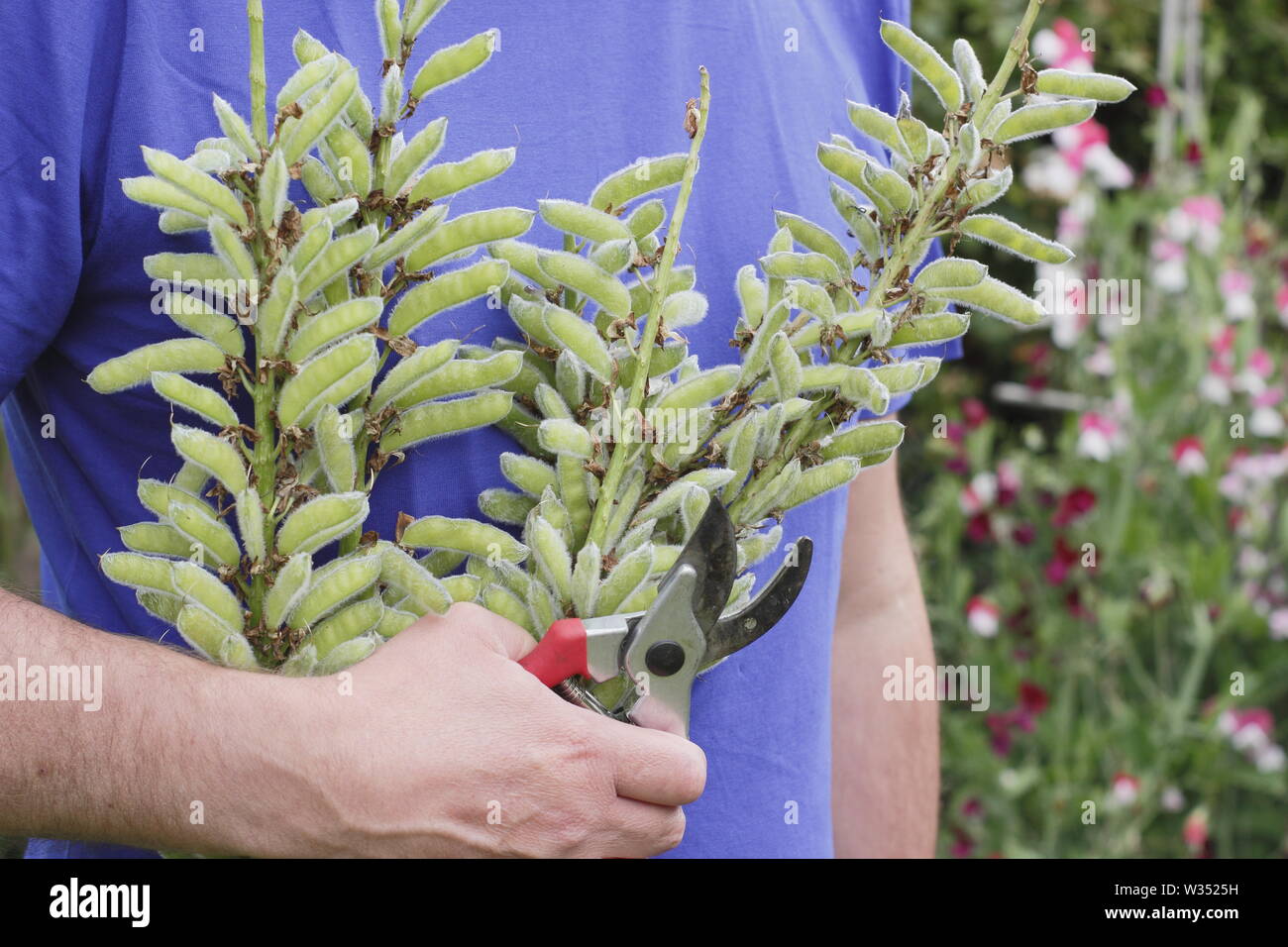Lupin deadheads hires stock photography and images Alamy
