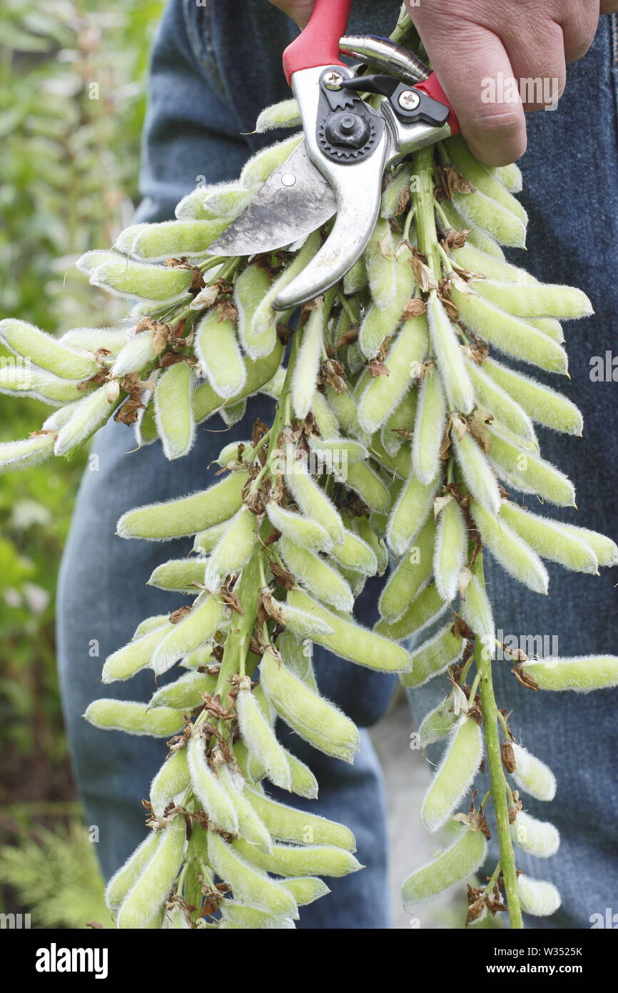 Lupin deadheads hires stock photography and images Alamy
