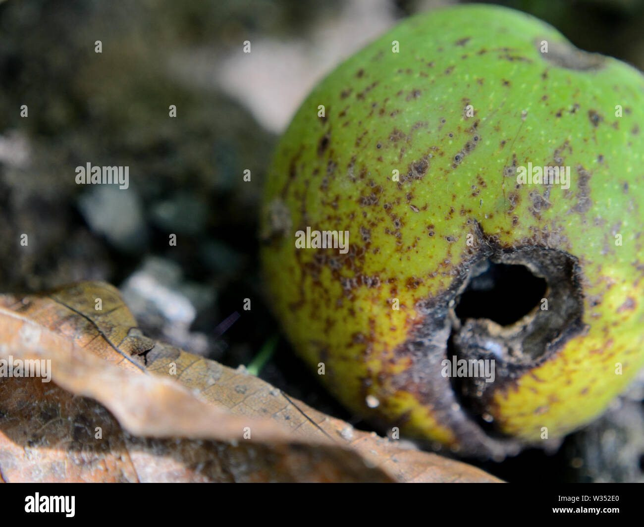 Damage to husk of walnut Stock Photo Alamy