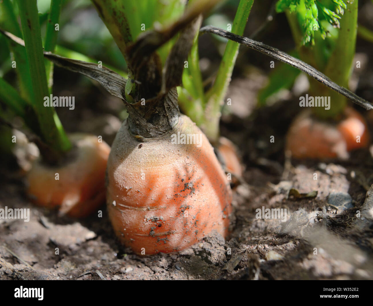Carrot in the ground. Daucus carota subsp. sativus, close up Stock