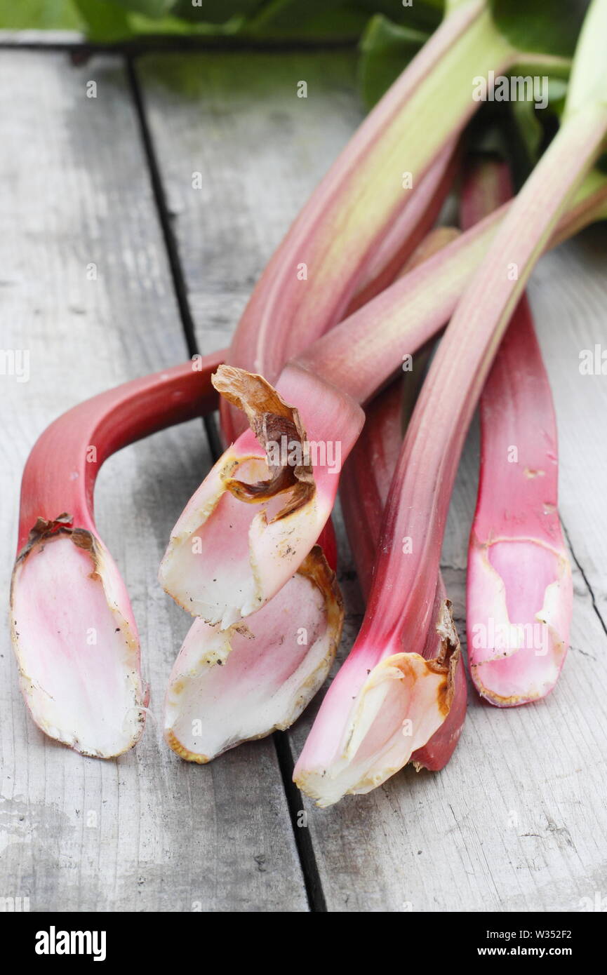 Rhubarb stems. Freshly picked rhubarb stems (Rheum rhabarbarum) on ...