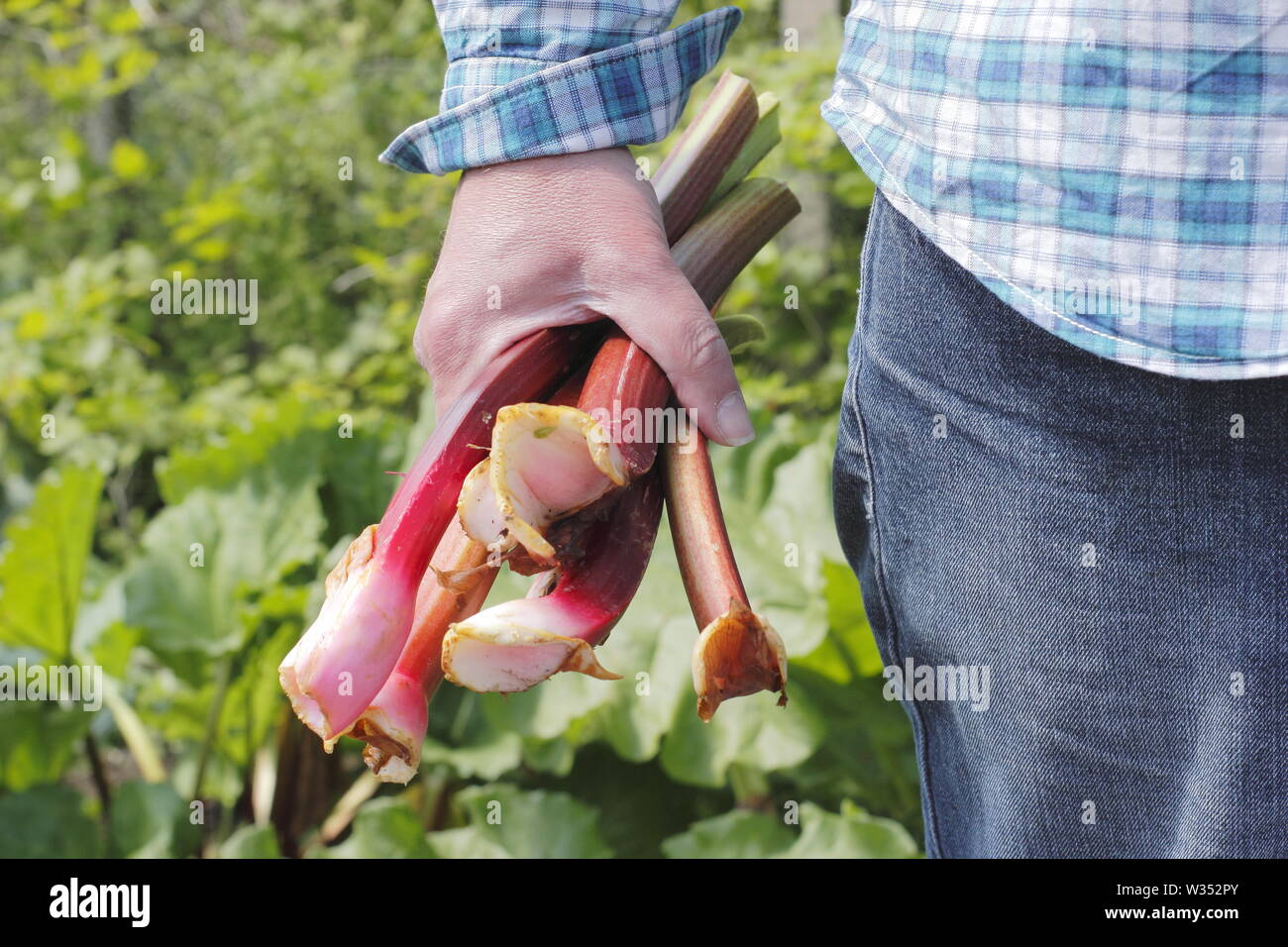 Rheum rhabarbarum. Harvesting rhubarb stems in an English kitchen garden - spring Stock Photo