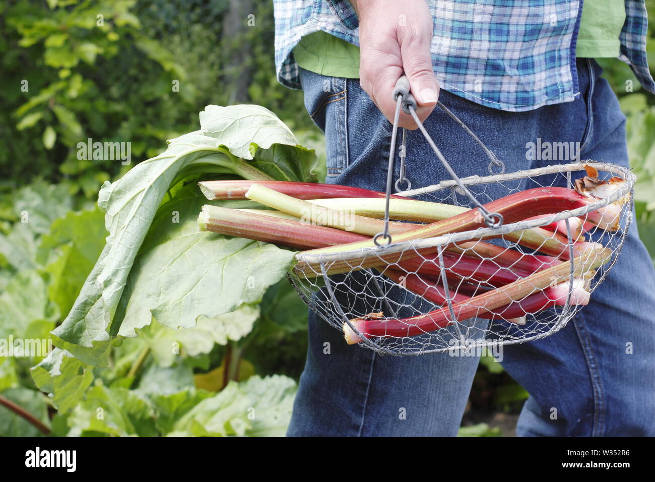 Rheum rhabarbarum. Man carrying freshly harvested rhubarb stalks in an English kitchen garden - spring Stock Photo