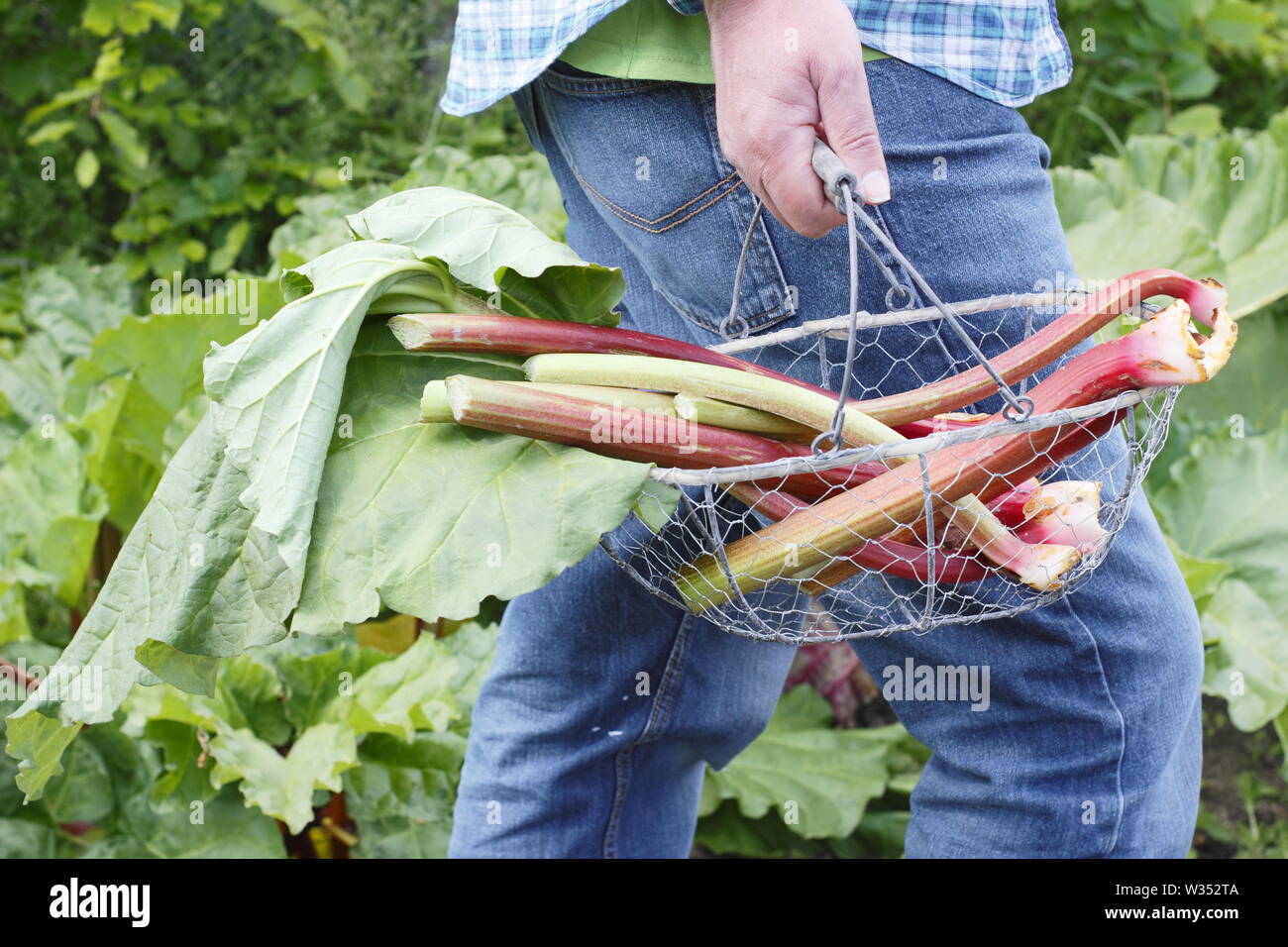 Rheum rhabarbarum. Man carrying freshly harvested rhubarb stalks in an English kitchen garden - spring Stock Photo