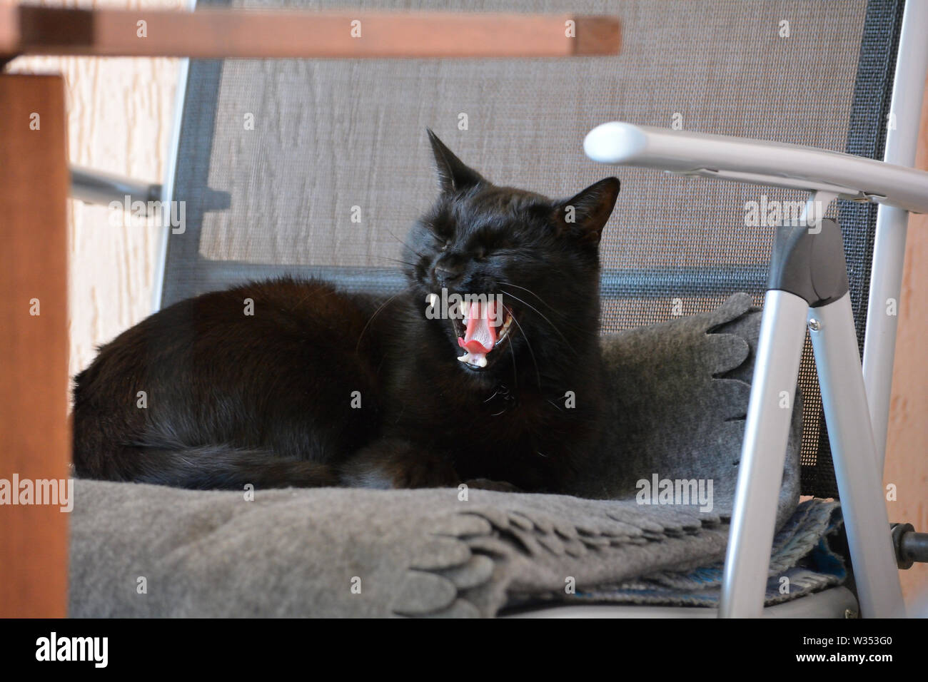 Elegant black cat curled in a garden chair, yawning Stock Photo - Alamy