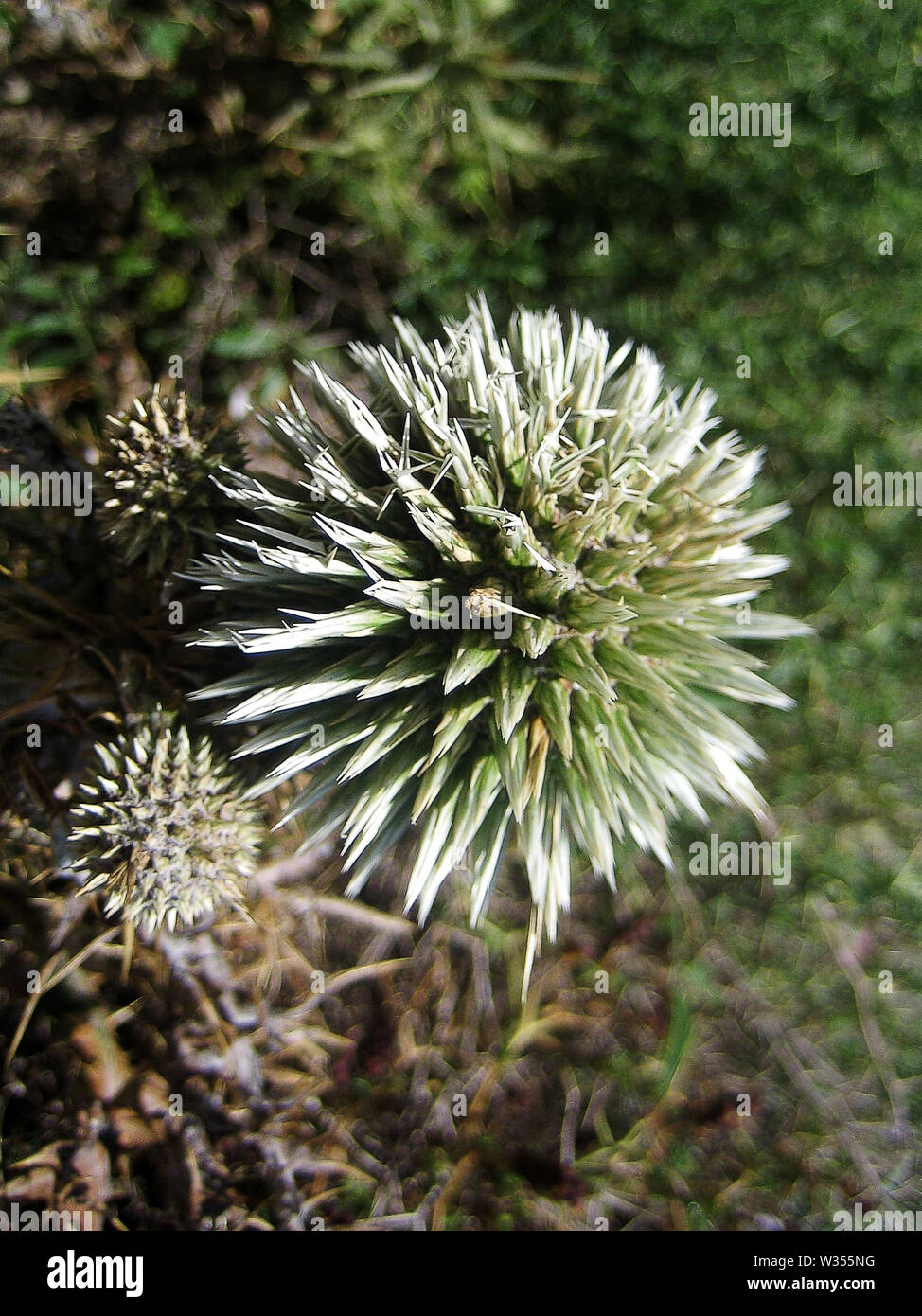 Echinops ritro Compositeae macro wild flower background wallpaper fine art prints. Stock Photo