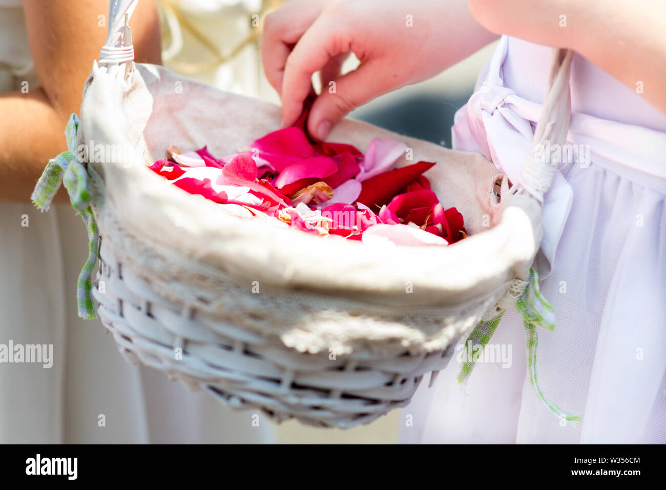 fresh roses petlas in wickery basket in childrens hand - bridal background Stock Photo