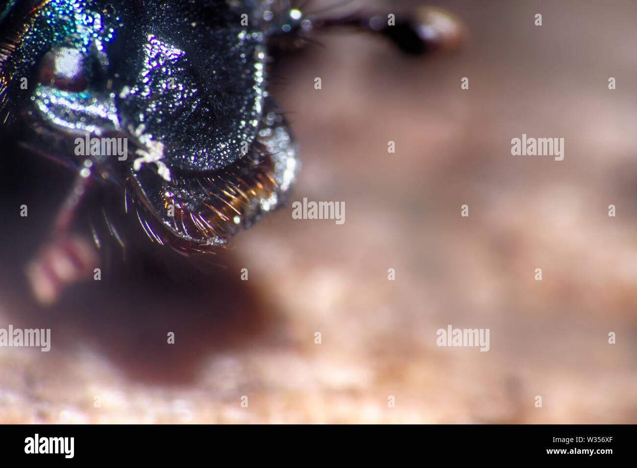 Armored beetle - the whole and the parts of the body. Dorbeetle, clock beetle (Geotrupes stercorarius). Jaws close up. Ultra macro Stock Photo