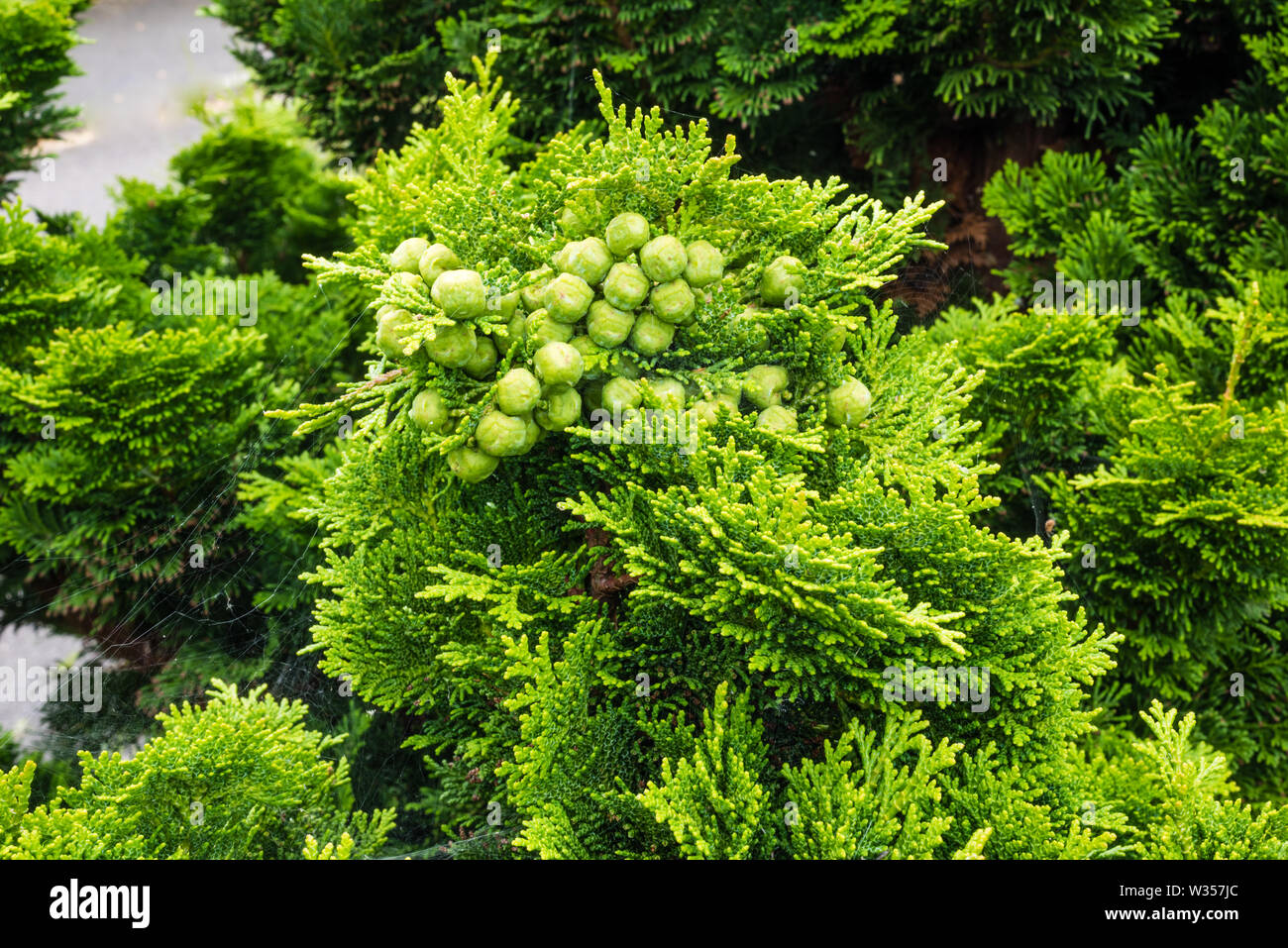 Chamaecyparis obtusa Tempelhof or Hiniki Cypress growing in a private garden. Stock Photo