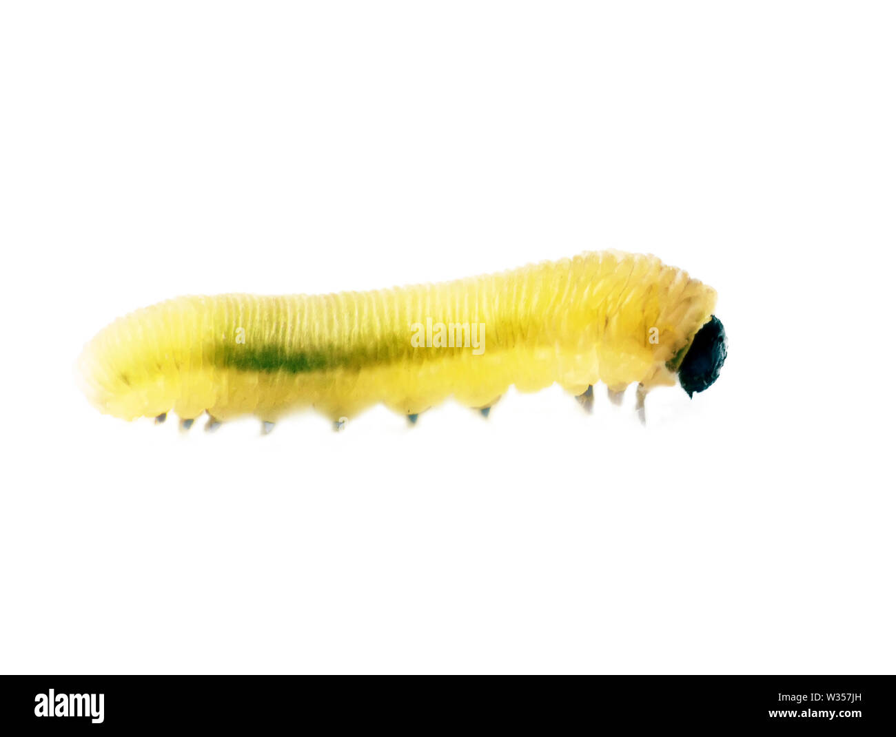 Bright green caterpillar folds into a ring and stretches, close-up, you can see the structure of the legs, isolated on white Stock Photo