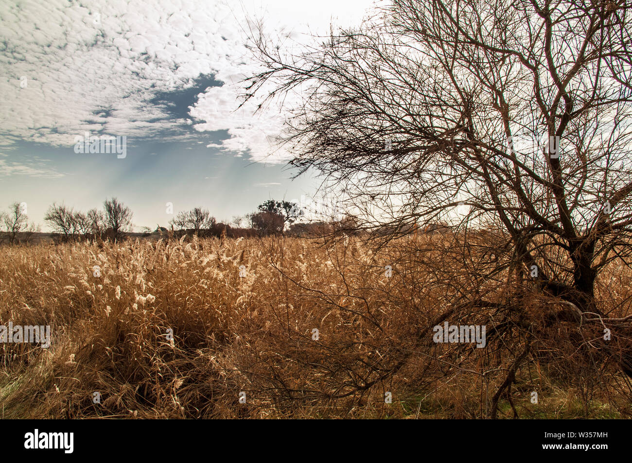 The Las Tablas de Daimiel National Park is a Spanish national park that protects the namesake