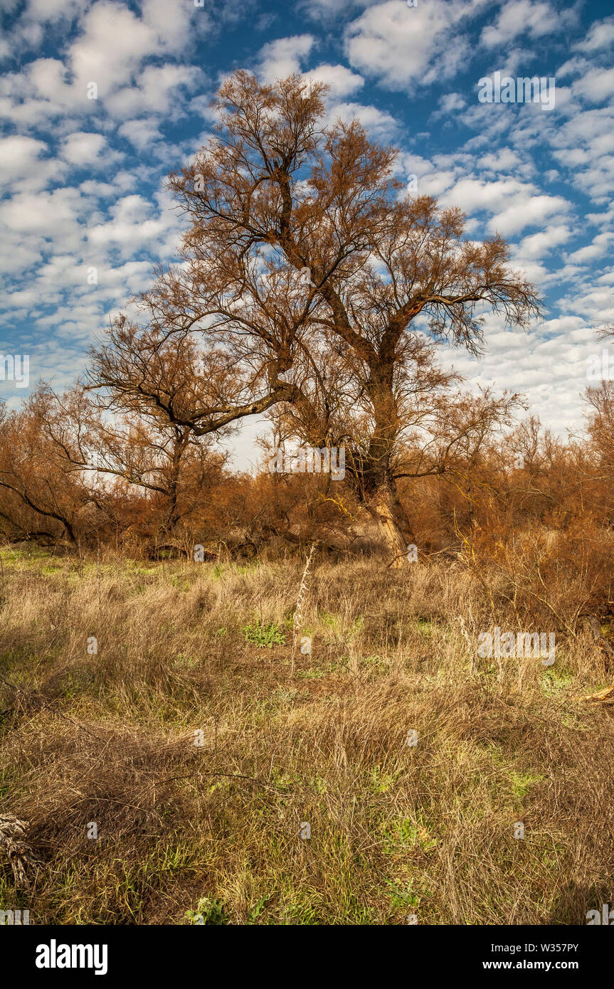 The Las Tablas de Daimiel National Park is a Spanish national park that protects the namesake