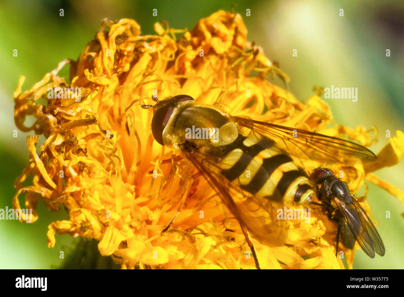 Twowinged insect, fly. Head and cephalothorax. Blurred. Flymurmur top view, Macro Stock Photo
