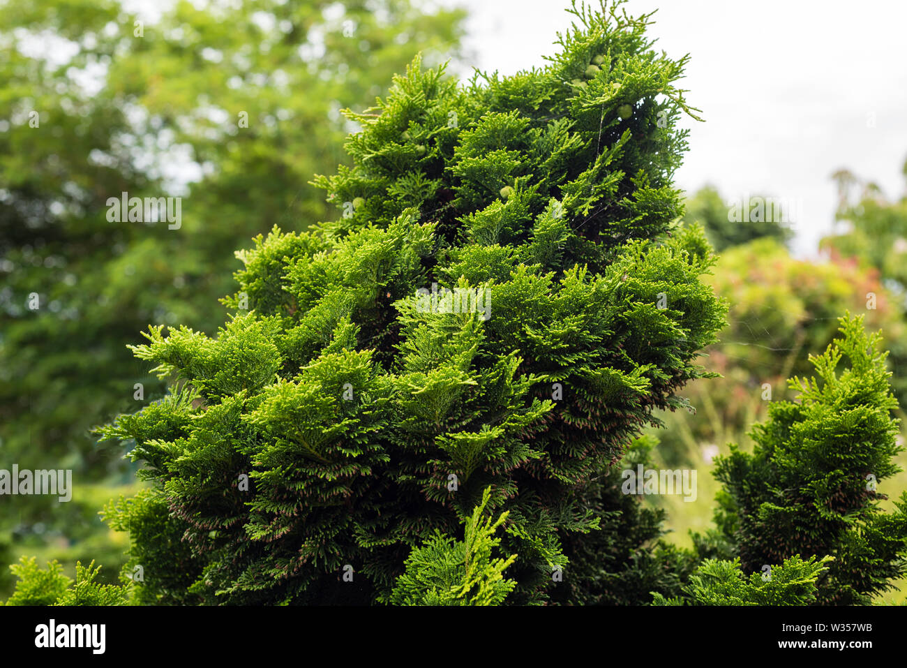 Chamaecyparis obtusa Tempelhof or Hiniki Cypress growing in a private garden. Stock Photo