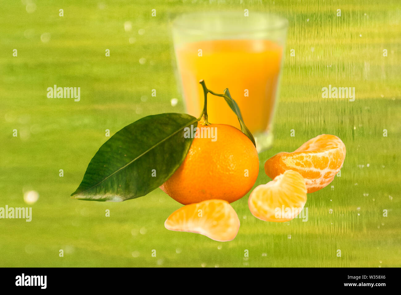 Leafy clementine, peeled clementine and glass of clementine juice on a watery green background. Stock Photo
