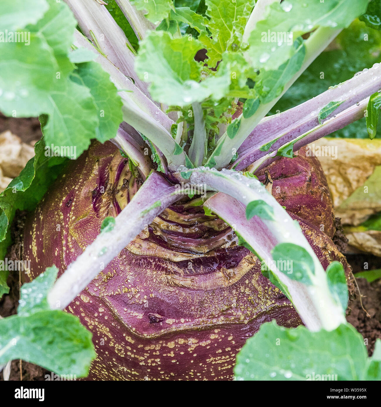 Swede/rutabaga in the soil, showing the leaves and root Stock Photo