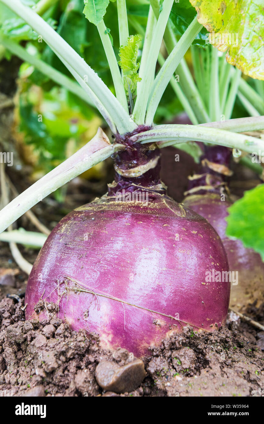 Swede/rutabaga in the soil, showing the leaves and root Stock Photo Alamy