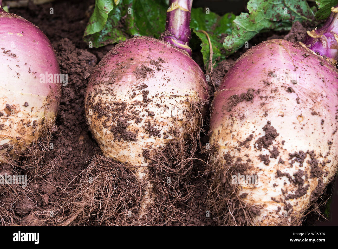 Pulled Swede/rutabaga on the soil, showing the leaves and root Stock