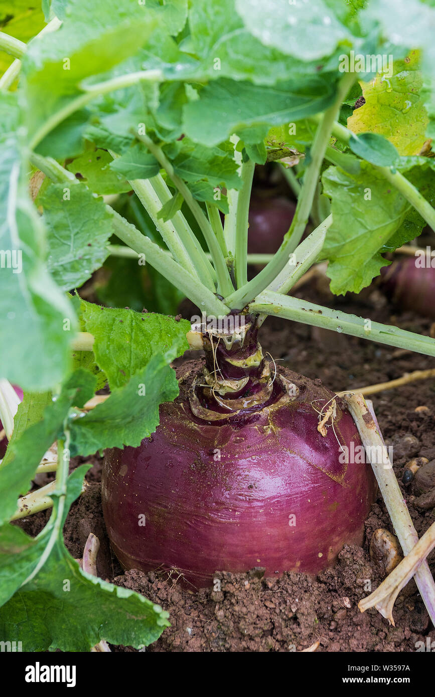 Rutabaga field hires stock photography and images Alamy