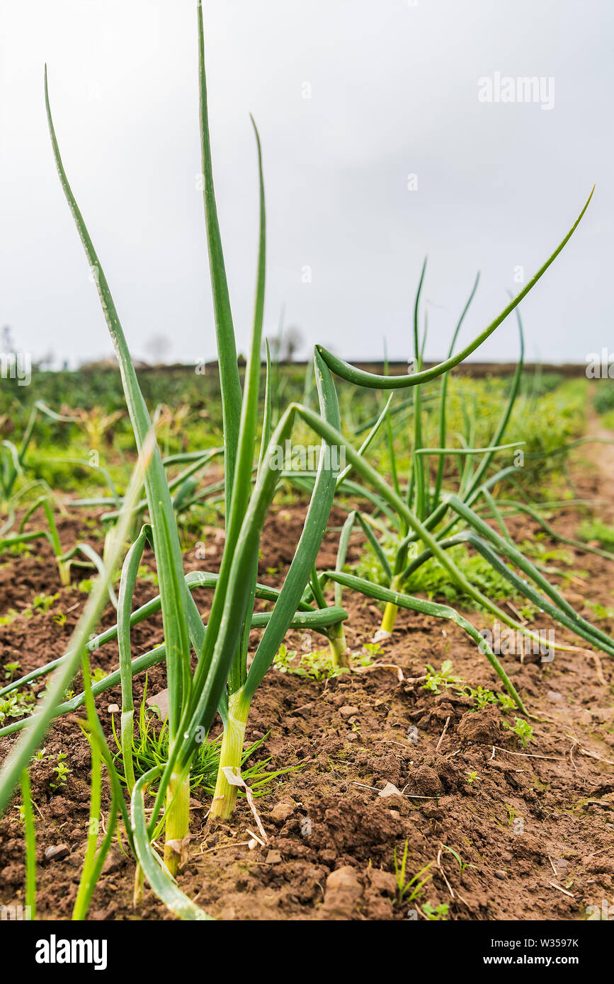 Spring onions in the field Stock Photo