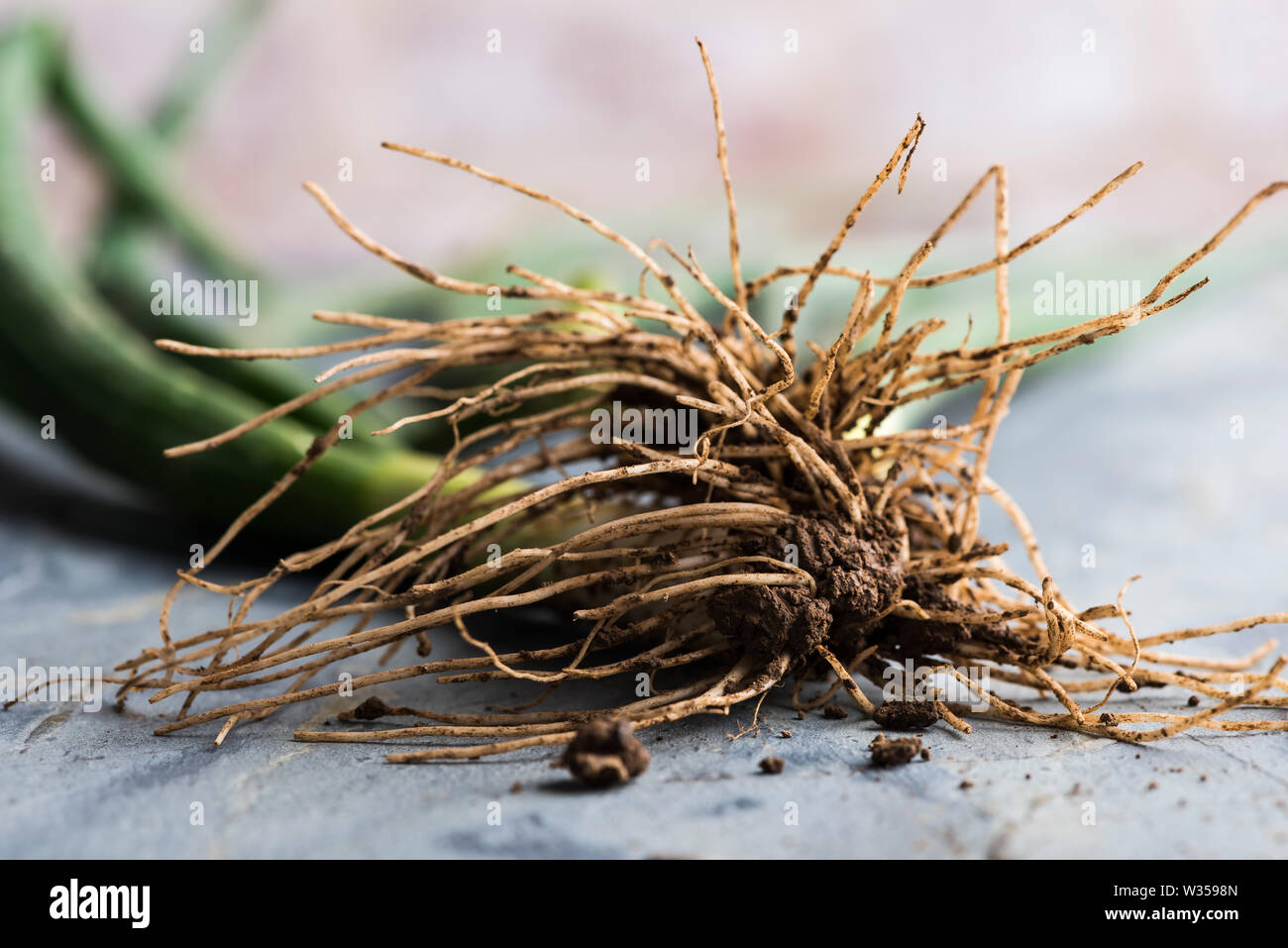 Raw spring onions with roots and mud, close up focussed on the roots Stock Photo