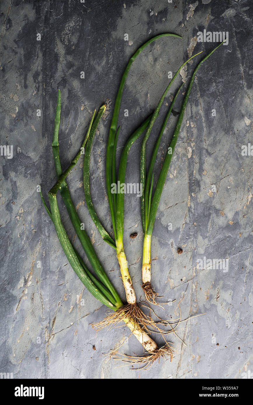 Raw spring onions with roots and mud on a blue slate background Stock Photo