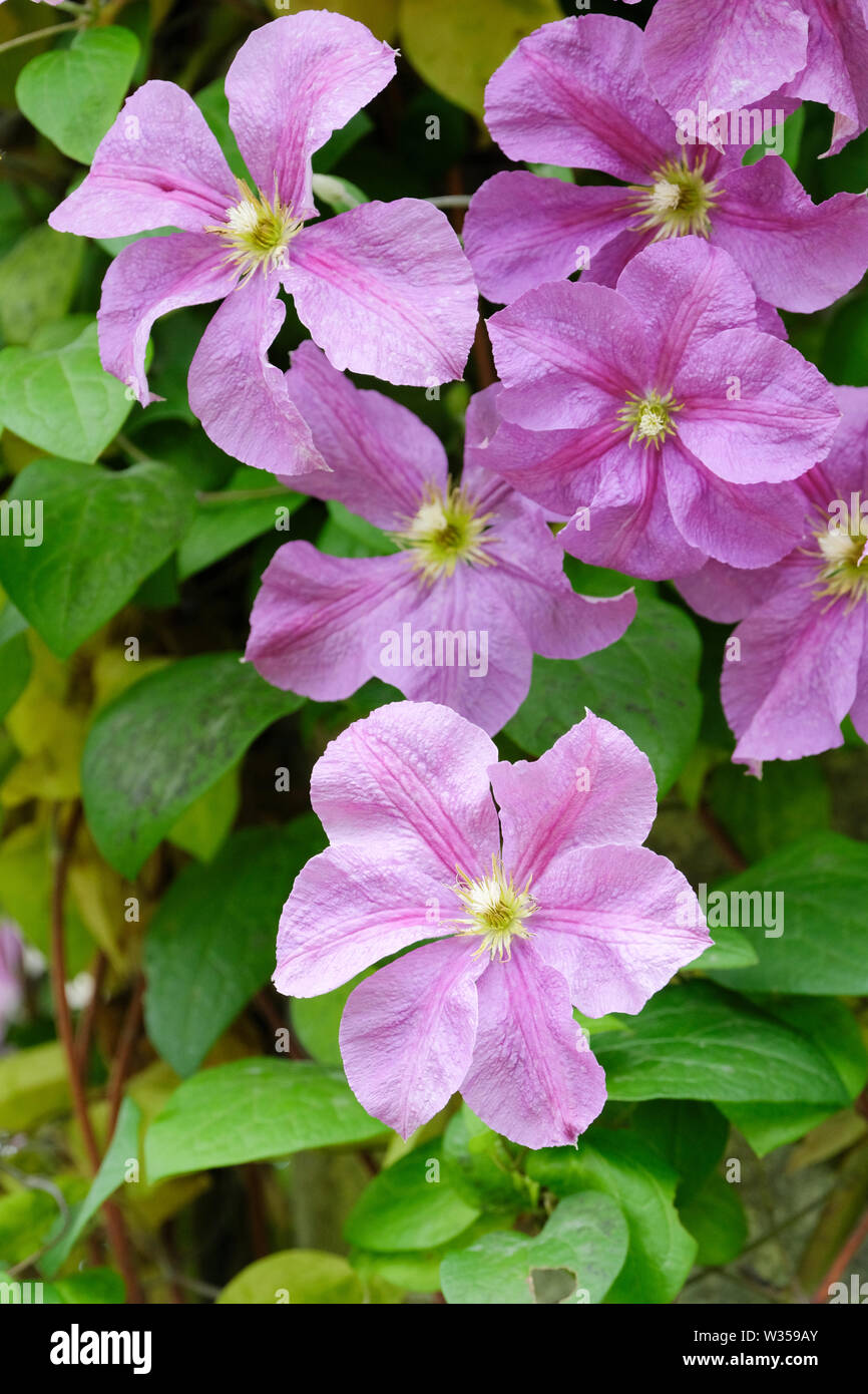 Close-up of large flowered clematis 'Victoria' flowers growing on a cane support Stock Photo
