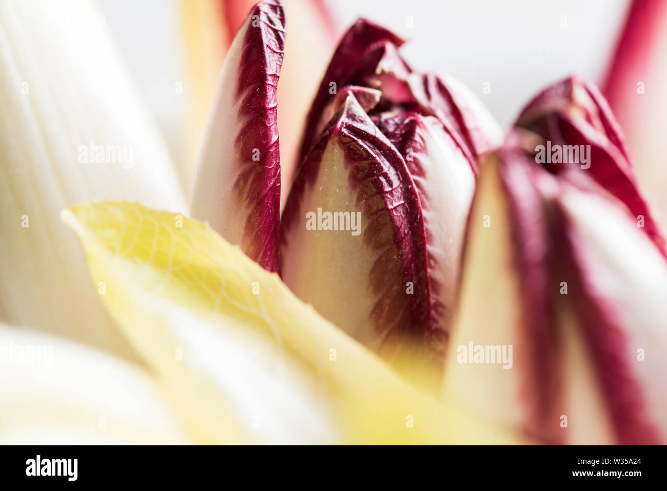 Heads of yellow and purple chicory/endive shot close up Stock Photo