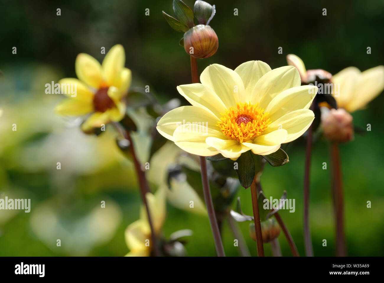 Close-up of Primrose-yellow Dahlia 'Summertime' flowers. Stock Photo