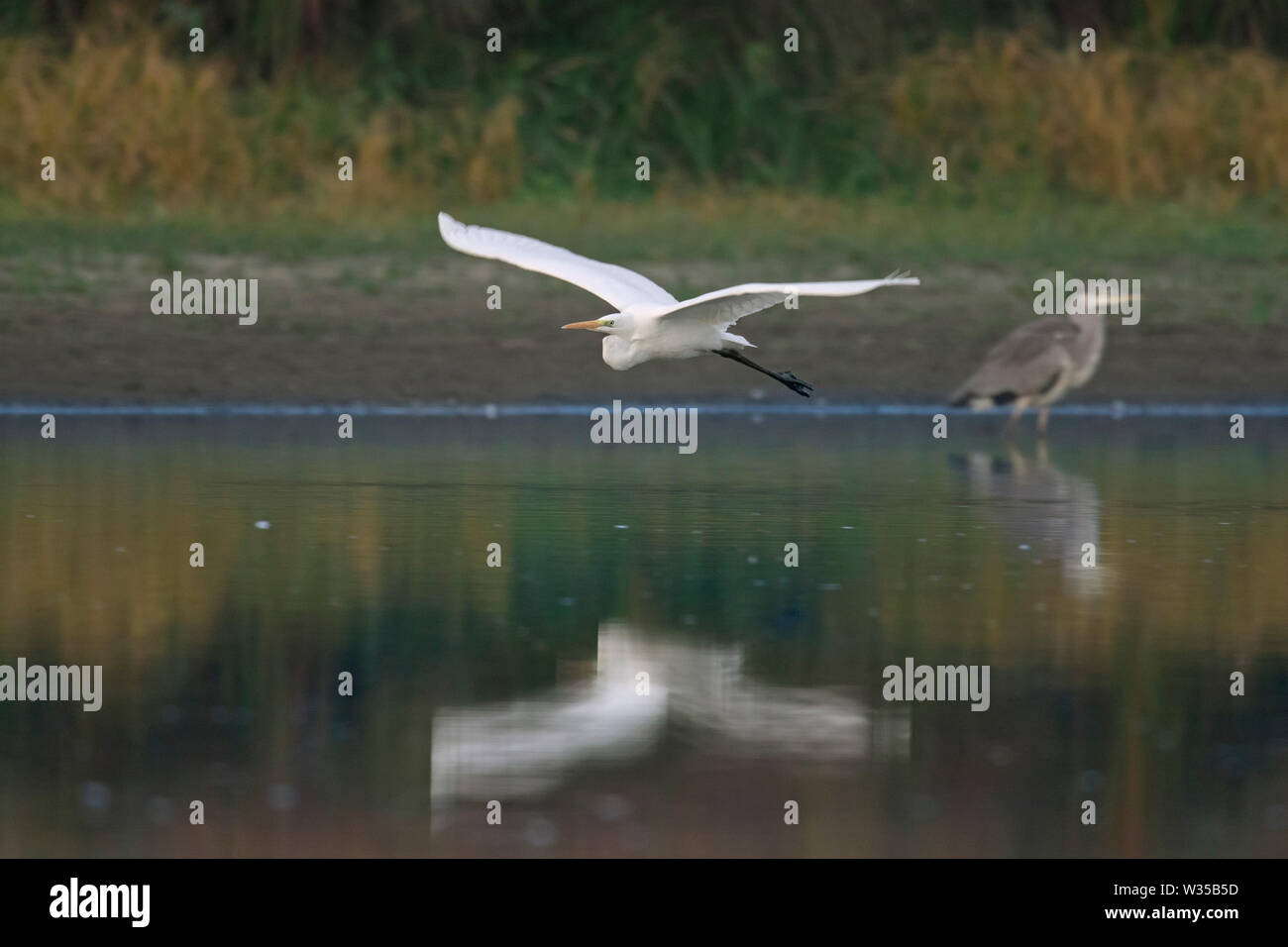Great egret / common egret / great white egret (Ardea alba / Egretta alba) flying over lake past grey heron (Ardea cinerea) Stock Photo