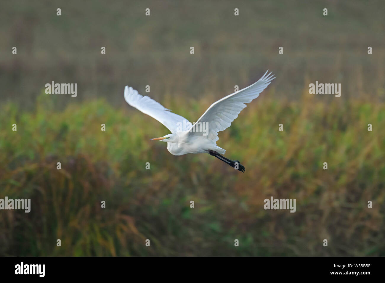 Great egret / common egret / great white egret (Ardea alba / Egretta alba) flying over marshland Stock Photo