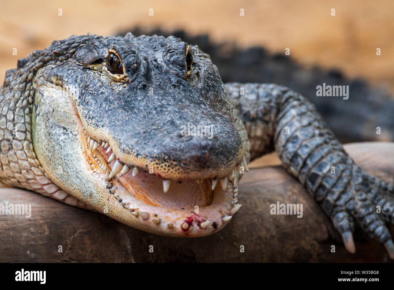 American alligator / gator / common alligator (Alligator mississippiensis) close-up of open snout showing teeth Stock Photo