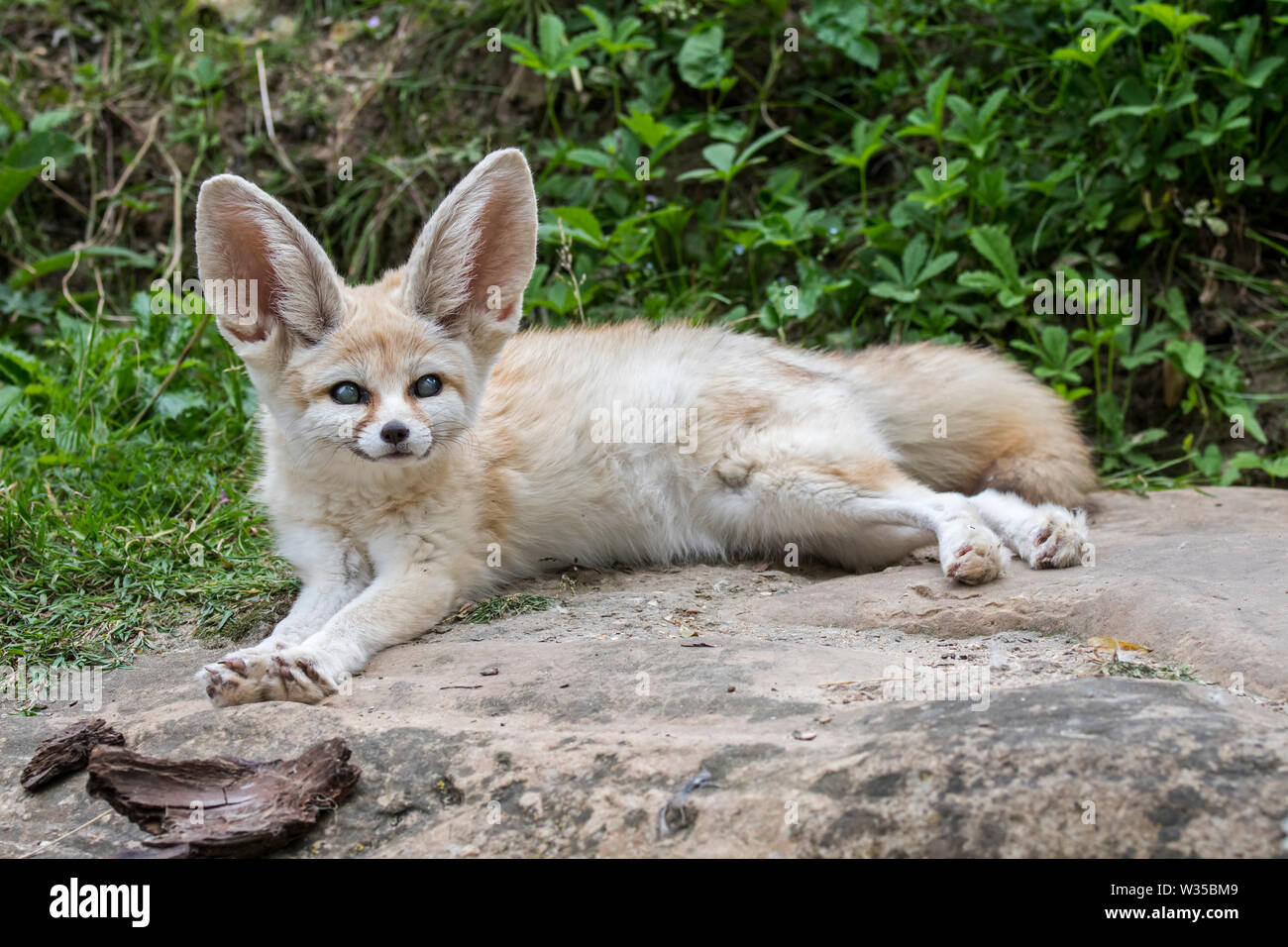 Captive fennec fox (Fennecus zerda / Vulpes zerda) suffering from glaucoma, eye disease common with fennecs in zoos Stock Photo