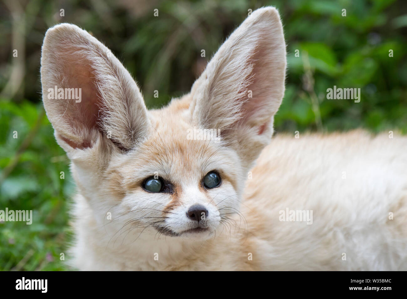 Captive fennec fox (Fennecus zerda / Vulpes zerda) suffering from glaucoma, eye disease common with fennecs in zoos Stock Photo