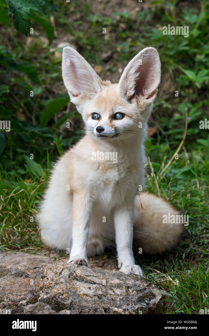 Captive fennec fox (Fennecus zerda / Vulpes zerda) suffering from glaucoma, eye disease common with fennecs in zoos Stock Photo