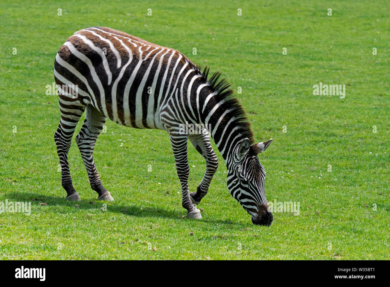 Grant's zebra (Equus quagga boehmi / Equus quagga zambeziensis) grazing grass Stock Photo