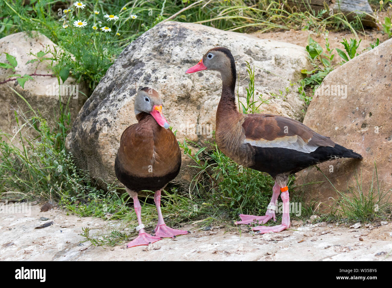 Black-bellied whistling-duck / black-bellied tree ducks (Dendrocygna autumnalis) couple, native to the US, Central America and South America Stock Photo