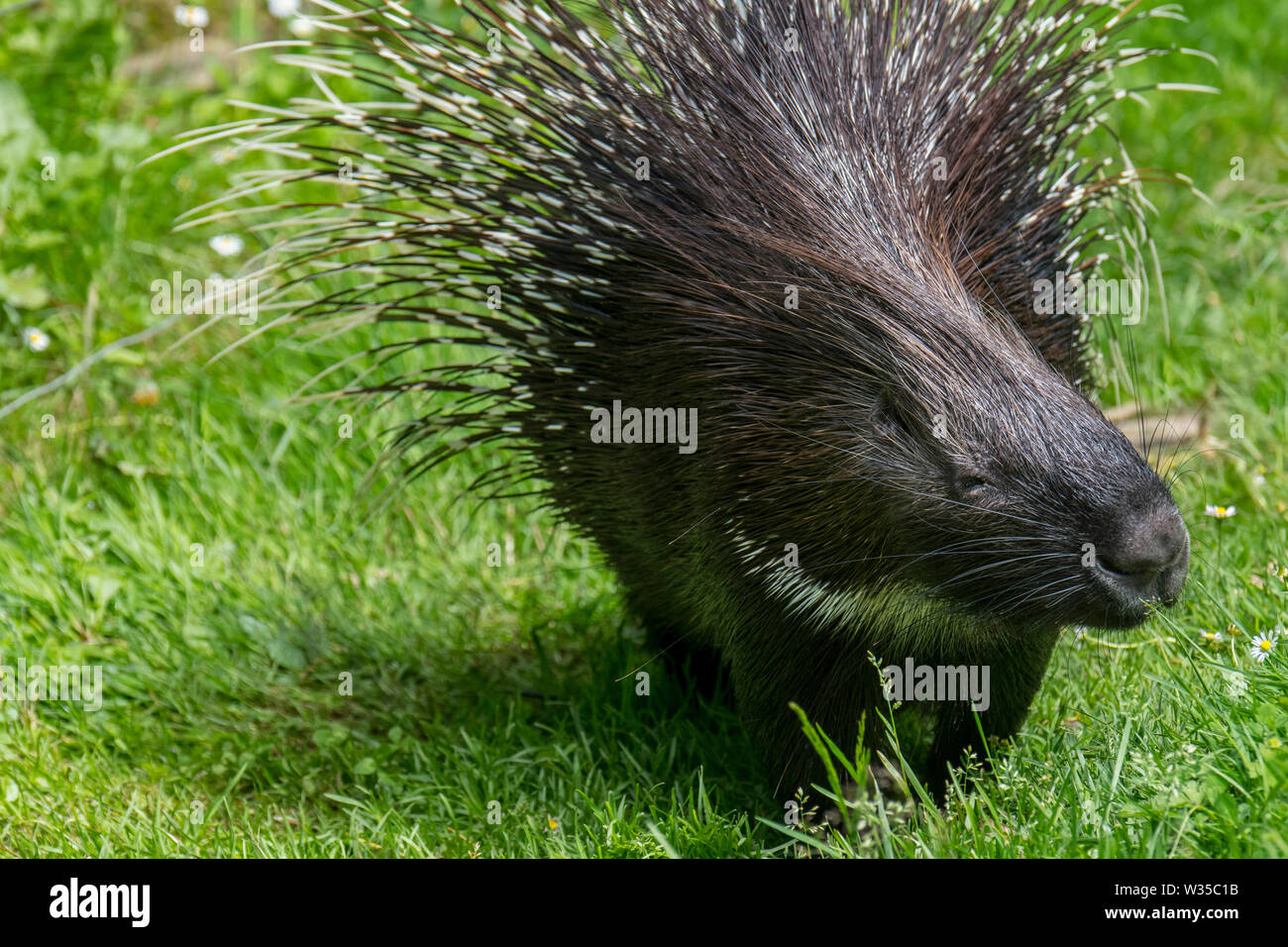 North african crested porcupine hires stock photography and images Alamy