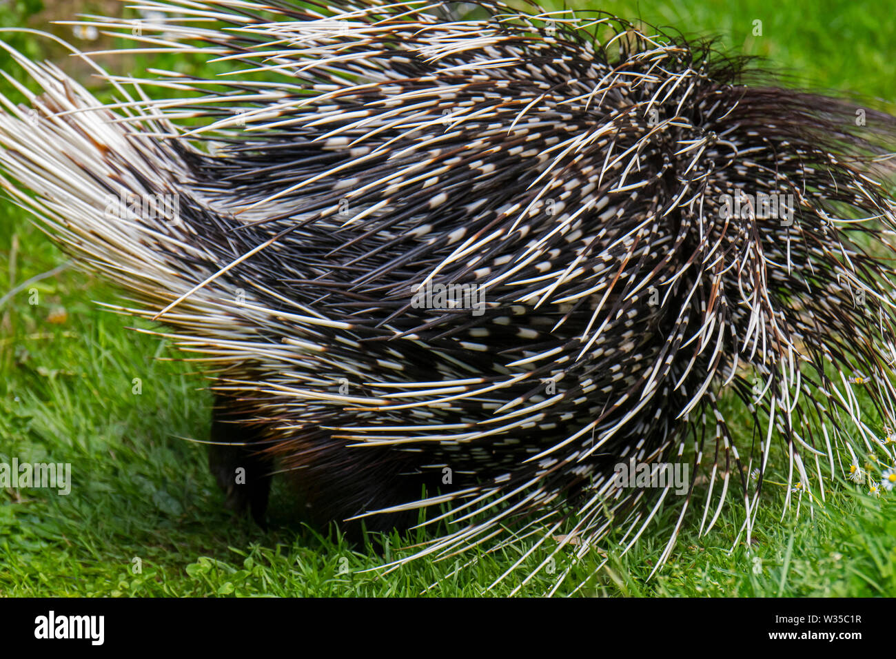 Crested porcupine (Hystrix cristata) showing backside with spiny quills, native to Italy, North Africa and sub-Saharan Africa Stock Photo