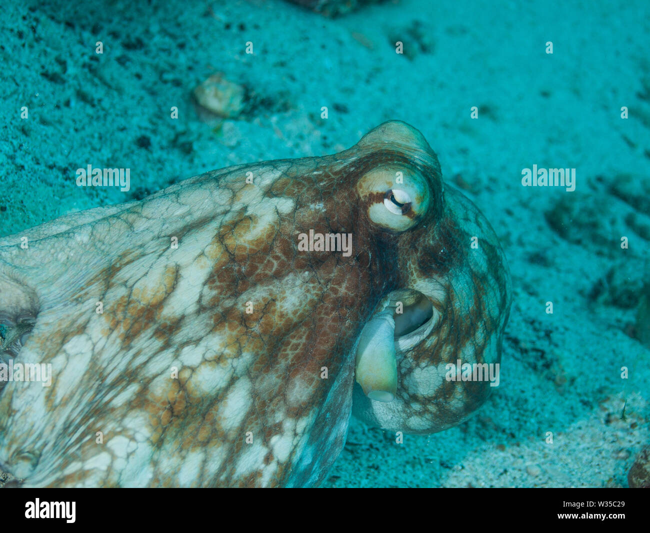 Common octopus octopus vulgaris hunting on coral reef Stock Photo Alamy