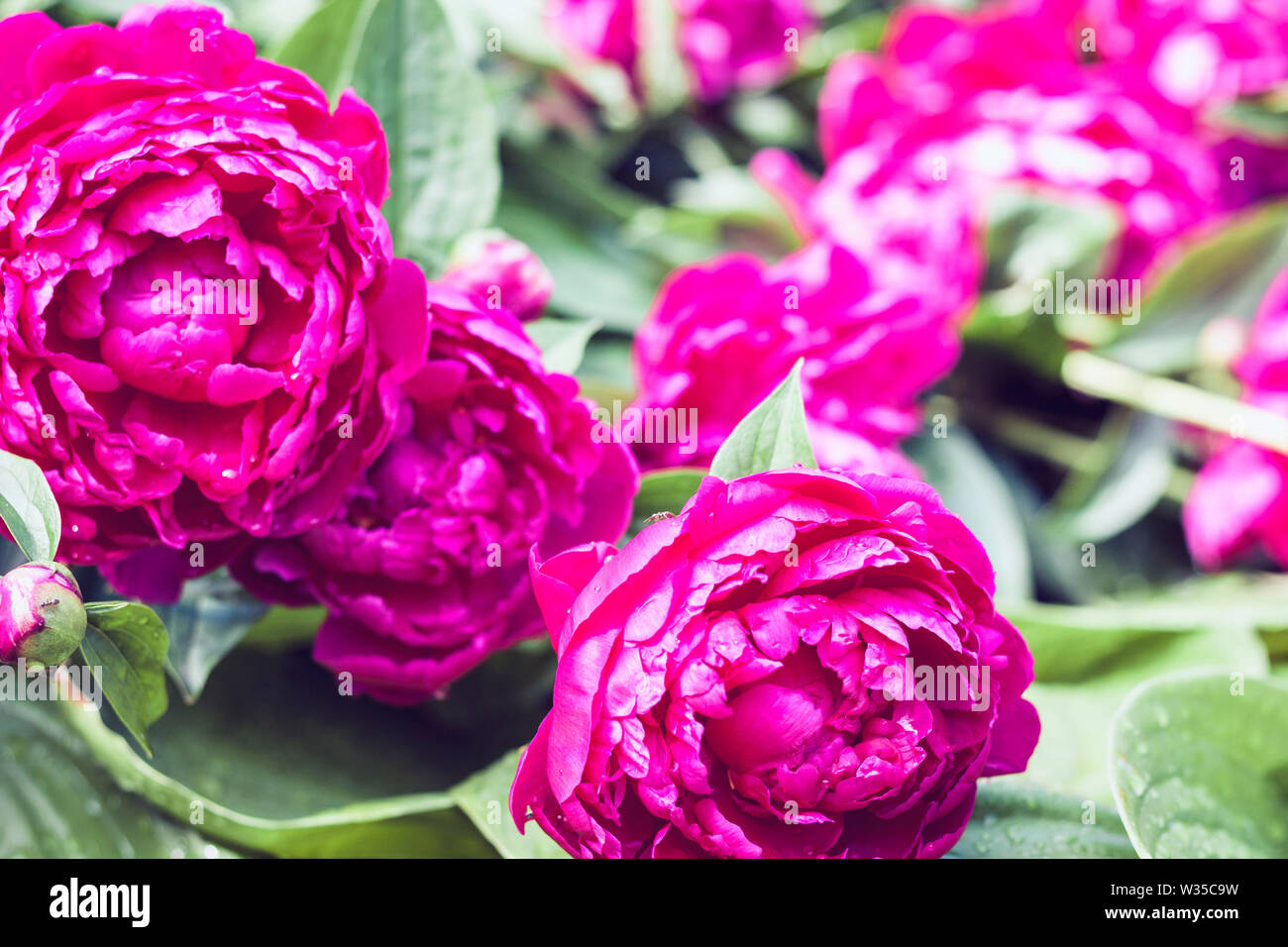 bush with flowers of pink peonies in the garden Stock Photo - Alamy